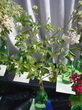 osmanthus burkwoodii